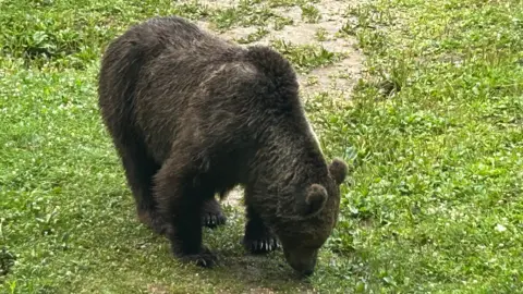 BBC A male bear in Romania