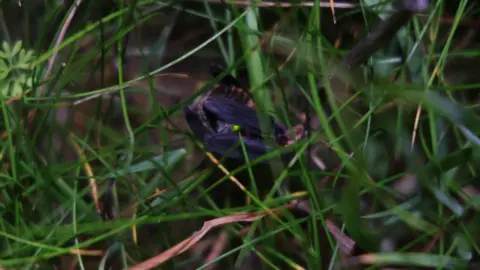 A glow worm in the grass on the South Downs