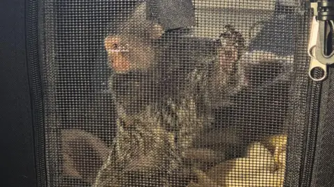 A small monkey contained in a zipped cage made out of fabric. The monkey is looking to its right, with its paws on the "window" of the cage.