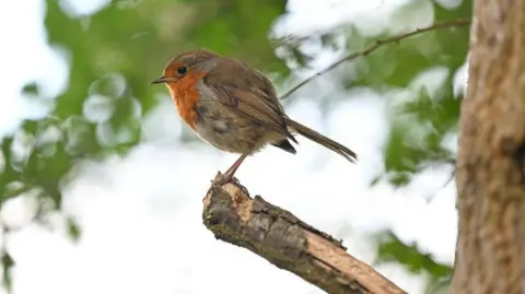 Getty Im A robin, small brown bird with orange chest, sits on the branch of a tree. There are leaves in the background