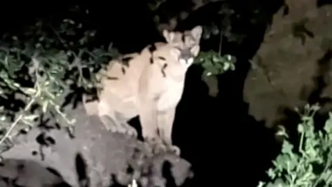 Mountain lion in Los Angeles