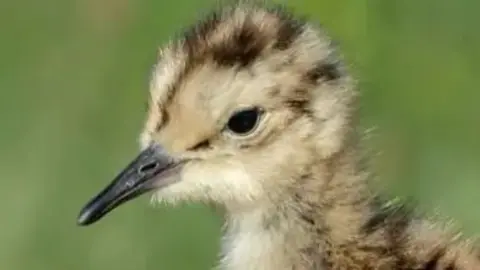 A curlew chick, It is yellow and brown stripes and very fluffy and cute