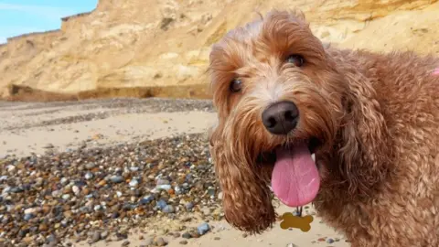 A brown dog on the beach with his pink tongue sticking out. He is sat in front of the camera.