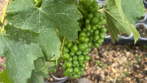John Devine/BBC A large bunch of green, unripe grapes on a vine in a pot