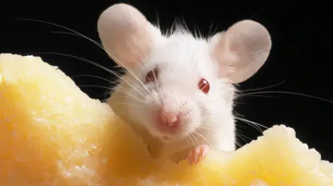 Getty Images Generic image of a white mouse munching on some cheese