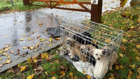 RSPCA Seven terrier-looking dogs in a crate which is sat on the grass at the side of a road. They are only about a foot away from the curb. The crate is near the wooden gate which goes into the RSPCA branch.