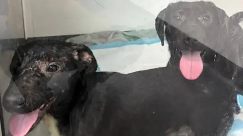Three Rivers District Council Two small black dogs with short fur stand inside an indoor enclosure. Both dogs have tongues visible, hanging out slightly.