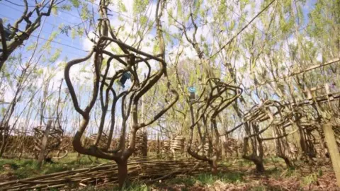 Plant Heritage A row of chair-shaped tree branches hung upside down in an orchard.