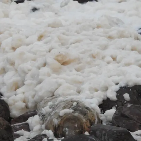 Ciaran Hatsell/National Trust for Scotland A seal lies among rocks with a mass of sea foam behind it.