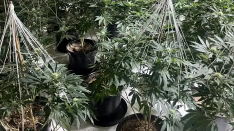 A large number of green-leafed cannabis plants in pots on a white floor