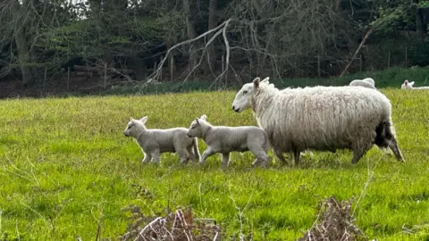 Just-in-Kinver A family of sheep