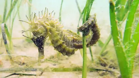 A close-up of a spiny seahorse on a sandy seabed amongst the seagrass. Its tail is wrapped around a blade of grass. It is mostly brown and green in colour and has lots of spines over the top of its head and the top of its back.