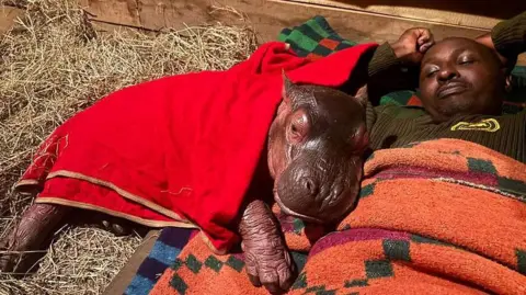 A baby hippo lies beside a man, the hippo covered with a red blanket and man wrapped in an orange blanket with green and purple patterns.