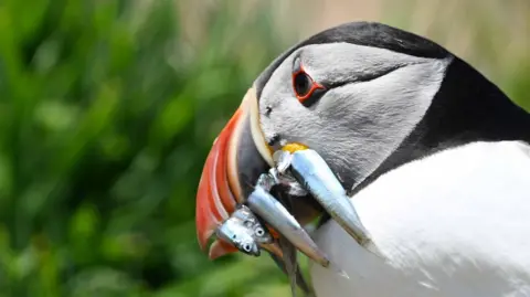Harry Trump/ Getty Images A closeup of a puffin with small silver-scaled fish in its mouth. 