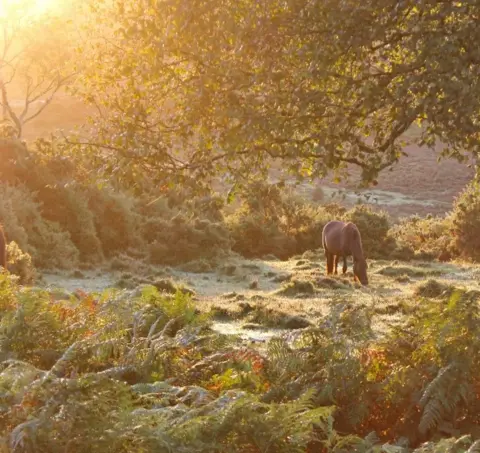 @acornsandscapes Une photo du parc national New Forest montrant un cheval broutant dans l'herbe, des branches d'arbres suspendues au-dessus de sa tête et le cheval est entouré de feuillage avec le soleil culminant en haut à gauche. 