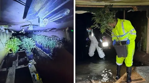 Northamptonshire Police Two images side-by-side. On the left is rows of cannabis plants in a drainage culvert underneath the M1. Fluorescent lighting is tacked to the ceiling above the plants. On the right is a police officer wearing a fluorescent yellow waterproof suit is carrying a large cannabis plant from the drainage culvert.
