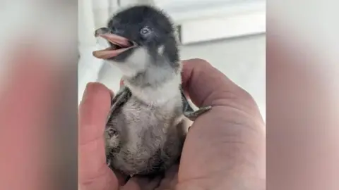 The Deep A tiny penguin chick sits in the palm of someone's hand. It has its beak open and its head turned to the side.