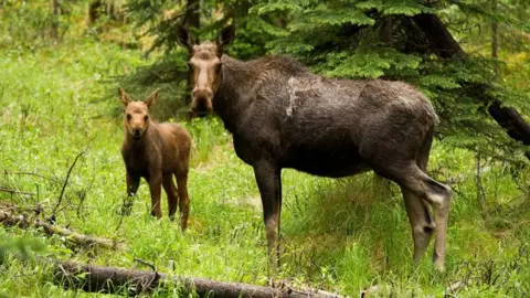 European Elk in woodland.