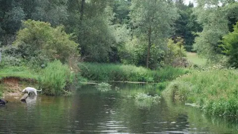 A river flows as a dog takes a swim, with green foliage along its bank.