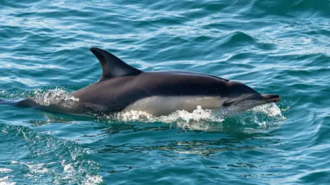 ORCA Common dolphin