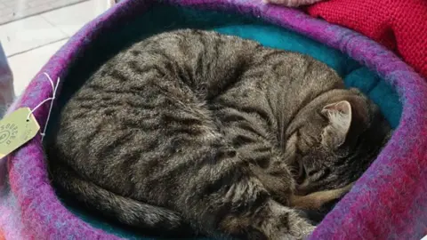 Tabby cat, Susie, curled up in a bed asleep - an Oxfam shop tag hangs from the left side of the bed.