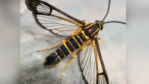 Daisy Cadet A clearwing moth, it looks slightly like a wasp. It has a yellow body with black markings visible on the back of it's body. It has four wings with delicate black pattern. 