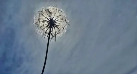 MackemIan A white dandelion covering the sun. The stem is in shadow and the white seeds look brighter than usual due to the light. The sky is blue with white wispy clouds