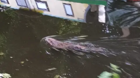 The beaver swimming in a canal