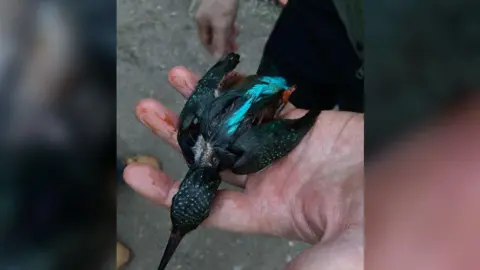 A dead kingfisher, covered in oil, sits in someone's hand, also covered in oil. It is led on its front.