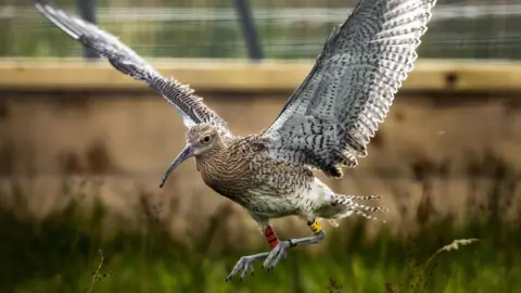 Britain's largest wading bird the Curlew. A brown bird in full flight with tracking tags on each leg with one red coloured the other yellow. The bird has a very long beak and is flying in a grassy area.  