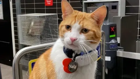 A ginger and white cat, sitting in a railway station, with a collar, with a tracker on it and her name. A ticket barrier can be seen behind her, and a gate, as well as a  grid. 