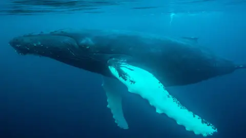 Richard Shucksmith An underwater image of a humpback whale. It has a grey body with white bumpy fins and a narrow nose and mouth. 