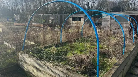 An overgrown raised flower bed with blue poles to support flower bed covers. Dark brown wooden garden sheds stand in the background.