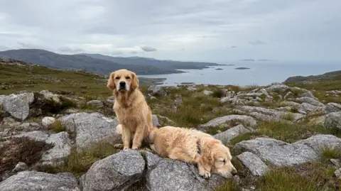 Paula Shiels Two dogs resting on rocks, with the sea and islands in the distance behind them. 