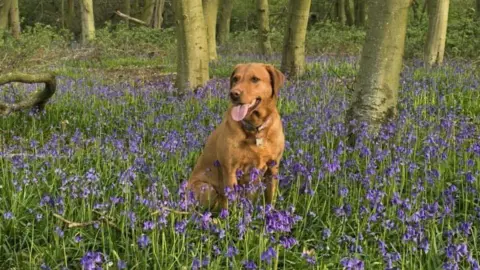 John Savage A brown Labrador sitting in a field of bluebells