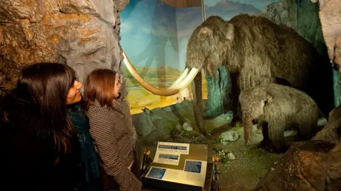 Museum Wales The woolly mammoths exhibit at the museum