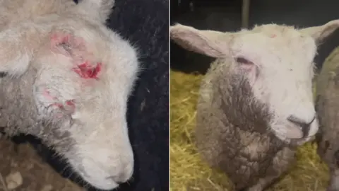 Rachel Hall Two sheep one with obvious injuries to its head and eyes