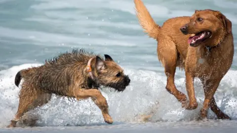 Getty Images Two dogs in the sea