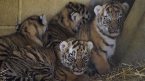 Four tiger cubs