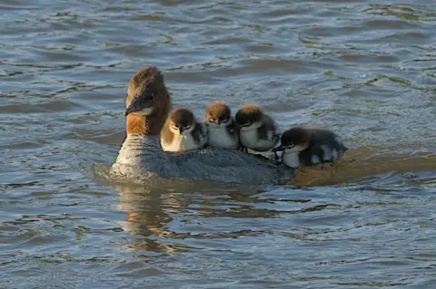 Donald Milne A goosander with four chicks standing on its back in the water. The duck has a brown head and grey feathered body. 