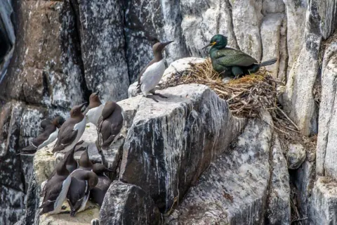 Siddharth Jayaraman More than half a dozen birds sitting on a guano-covered rocky ledge.