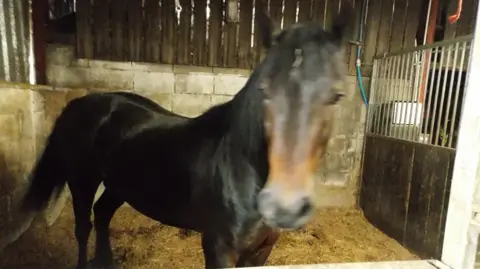 RSPCA Bear, a bay stallion horse, standing in a stable. His face is moving so the picture is slightly blurred. There is straw on the floor and the walls are bare grey breeze blocks but to the right of the picture is a brown fence with bars on top that separates the pens in the stable.