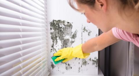 Woman scrubbing mould from a wall