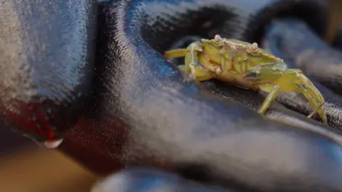 Maritime Hull A small green crab rests in a gloved human hand. The crab has brown markings, grey pincers and small eyes which pop up from its head.