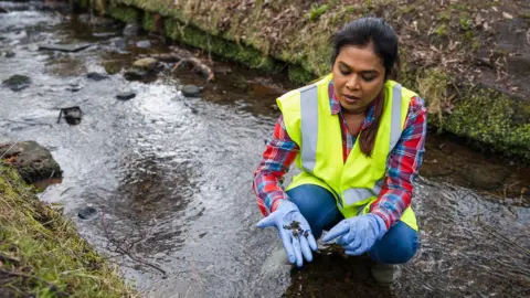Getty Images Stock photo shows a person crouching in a river in the UK wearing a reflective vest and blue latex gloves while holding riverbed samples in her hand and studying it.
