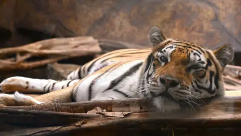 A tiger lying on the ground.