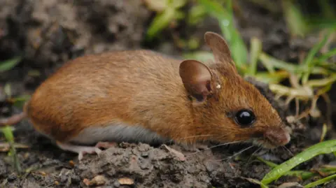 Samuel Hood A tiny mouse with big, bulbous eyes is crawling in damp soil, surrounded by blades of grass as big as its body. It has short, brown fur, distinctively mouse-like ears, and long whiskers.