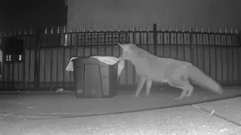 The Fox Project A CCTV image of the vixen sniffing a box covered in a towel, which sits on a driveway. The image is black and white. 