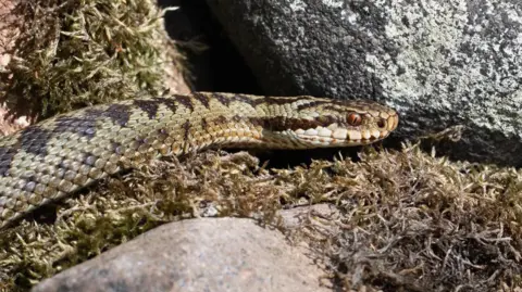 NE Photography An adder slithers onto a rock in the sunlight. The adder's eyes are bright red with a black slit. It has a distinct diamond pattern on its back, which is black and a green colour. 