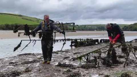 Two people wearing waterproof waders and bright gloves work on a muddy shoreline, handling metal racks covered in seaweed. The scene appears to be an oyster or shellfish farm set in a tidal estuary, with shallow water, rolling green hills, and cloudy skies in the background.